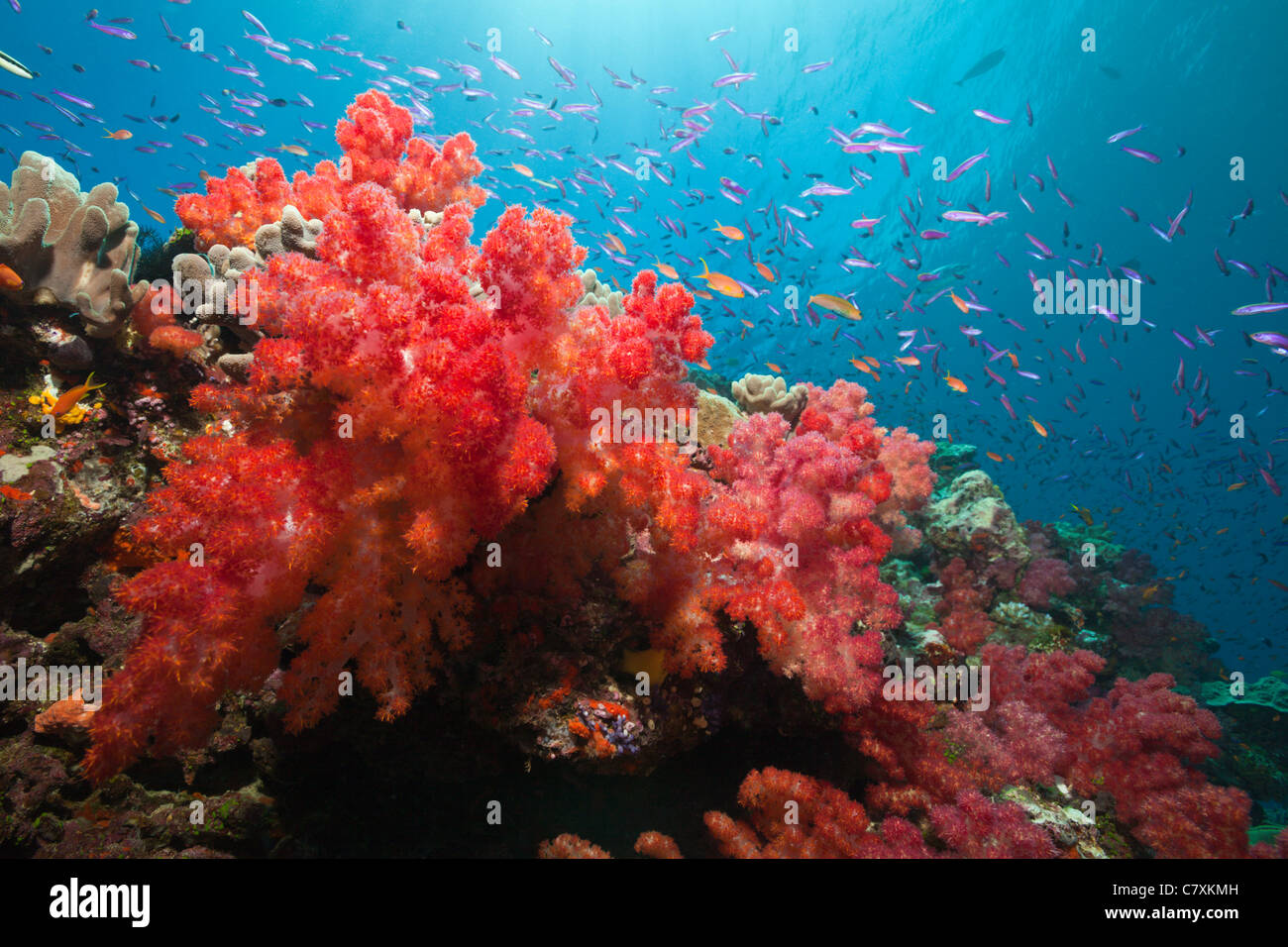 Red coralli molli, Dendronephthya sp., Makogai, Lomaviti, Isole Figi Foto Stock