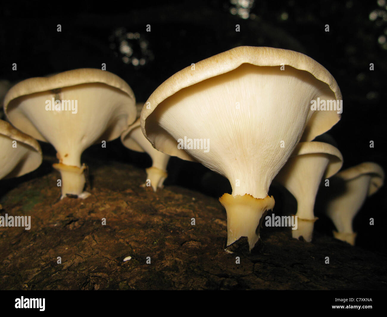 I funghi selvatici che crescono su un albero caduto Foto Stock