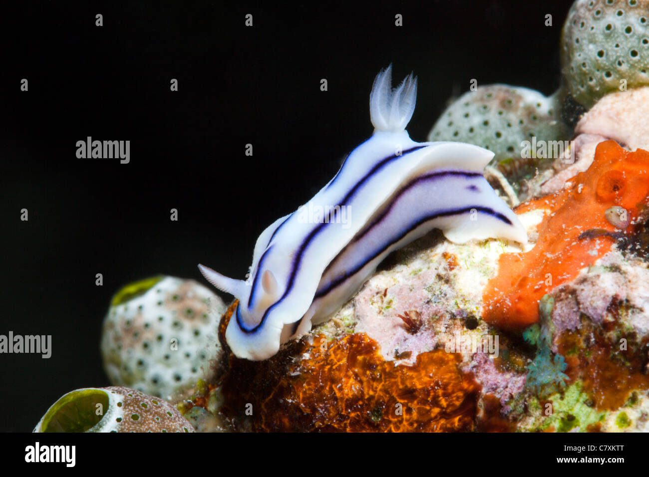 Bianco-blu, Nudibranch Chromodoris sp., Gau, Lomaiviti, Isole Figi Foto Stock