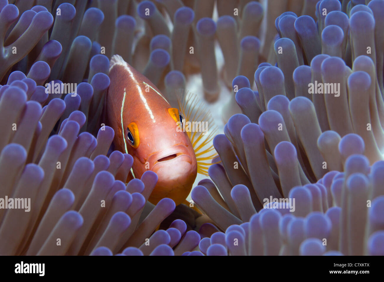 Rosa, Anemonefish Amphiprion perideraion, Gau, Lomaiviti, Isole Figi Foto Stock