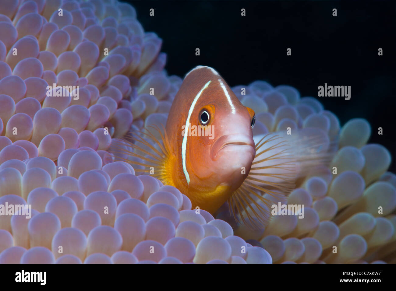 Rosa, Anemonefish Amphiprion perideraion, Gau, Lomaiviti, Isole Figi Foto Stock