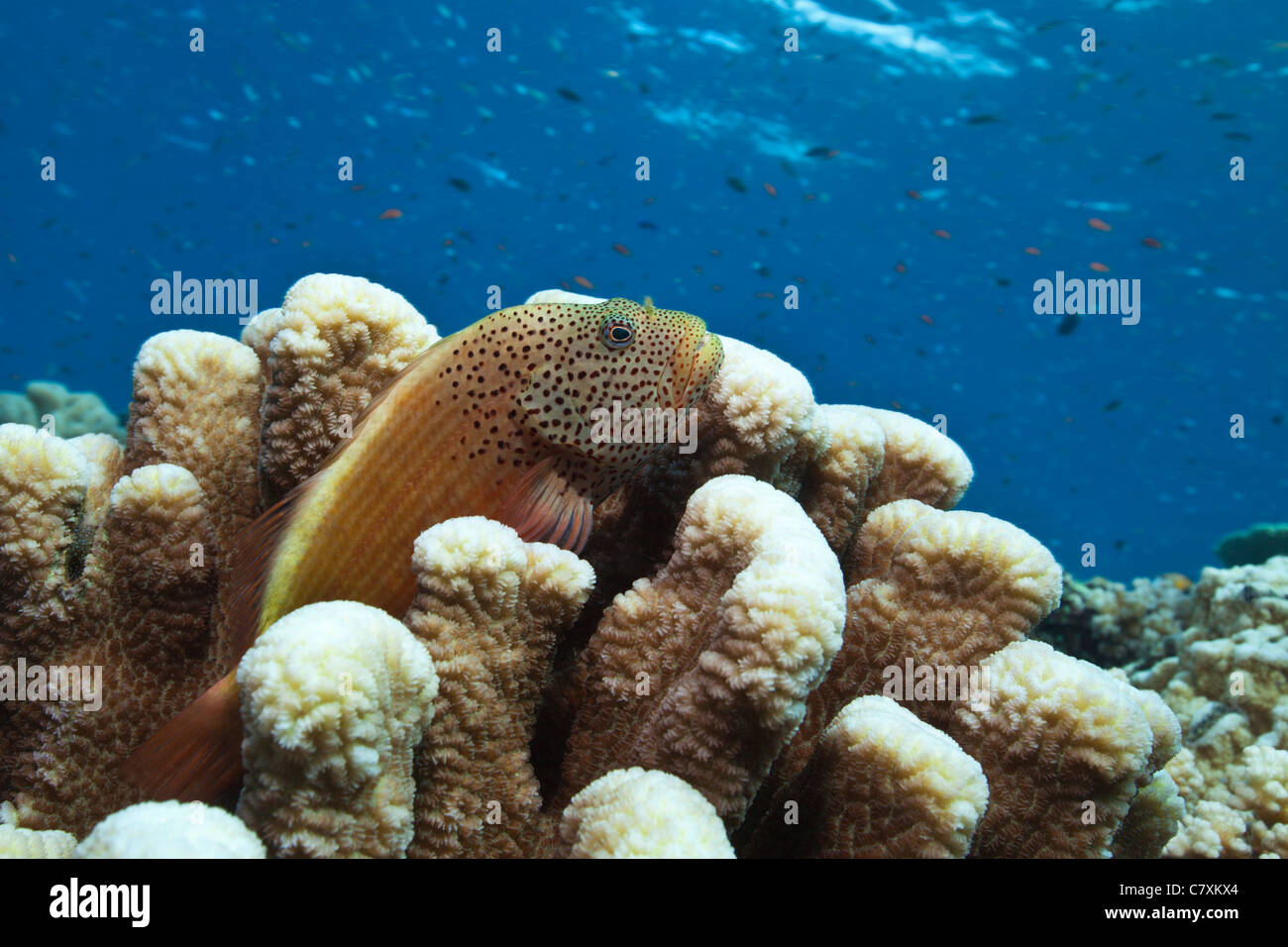 Blackside Hawkfish, Paracirrhites forsteri, Namena Riserva Marina, Isole Figi Foto Stock