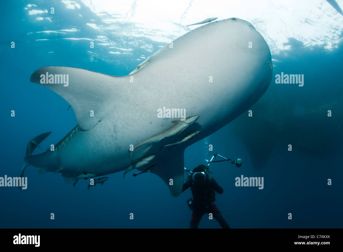 Scuba Diver preso le foto di squalo balena, Rhincodon typus, Cenderawashi Bay, Papua occidentale, in Indonesia Foto Stock