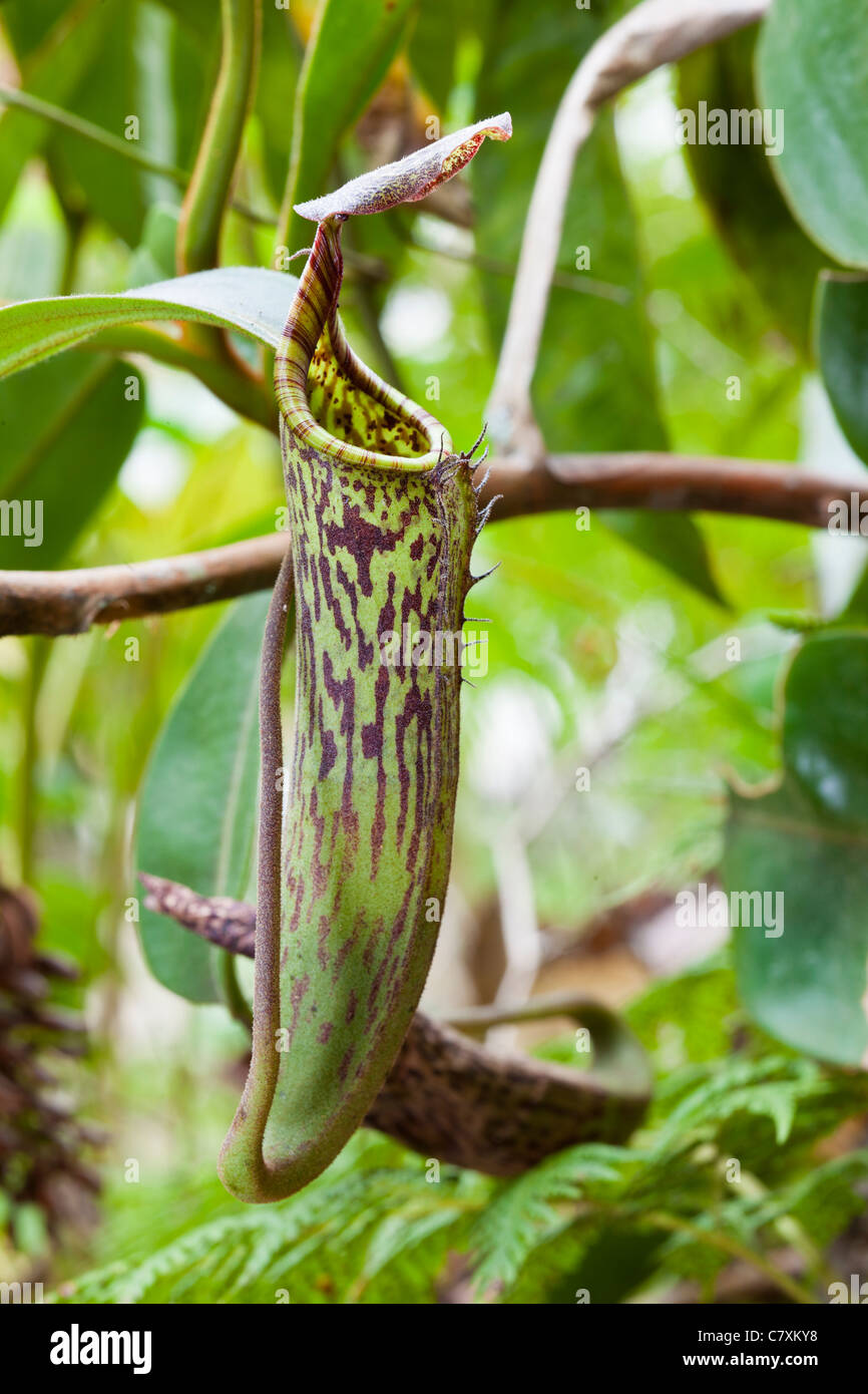 Pianta brocca, Nepenthes stenophylla, Kinabalu National Park. Sabah, Malaysian Borneo Foto Stock
