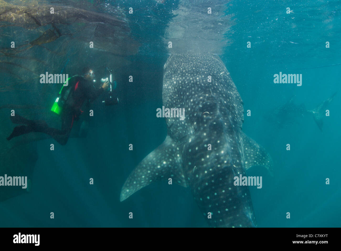 Scuba Diver foto prese di alimentazione di squalo balena, Rhincodon typus, Cenderawashi Bay, Papua occidentale, in Indonesia Foto Stock