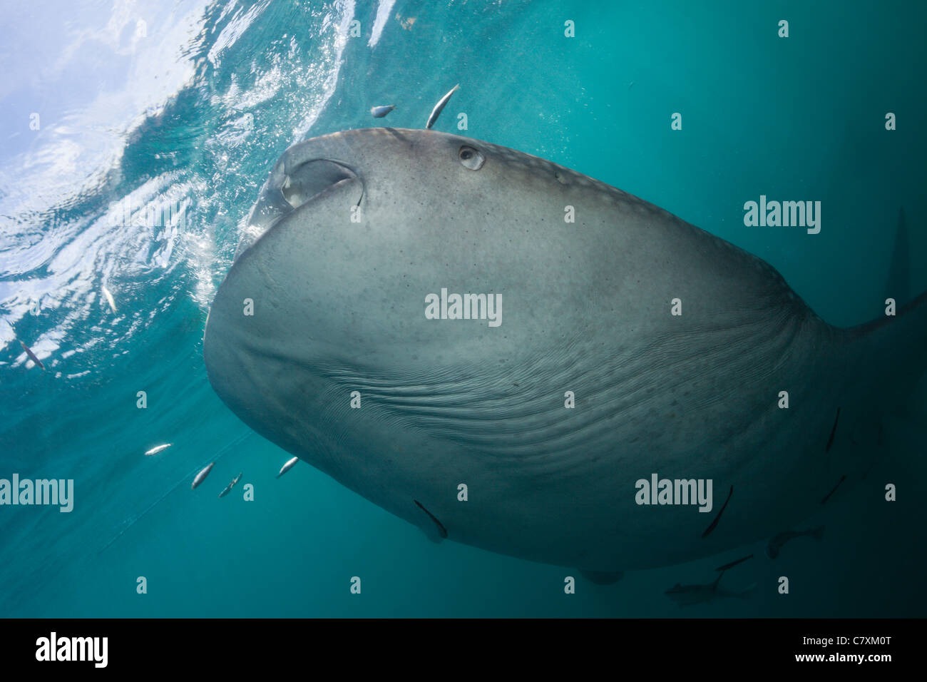 Alimentazione di squalo balena, Rhincodon typus, Cenderawashi Bay, Papua occidentale, in Indonesia Foto Stock