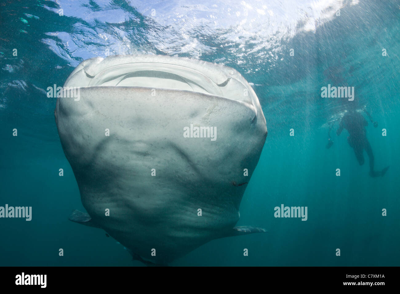 Squalo Balena, Rhincodon typus, Cenderawashi Bay, Papua occidentale, in Indonesia Foto Stock