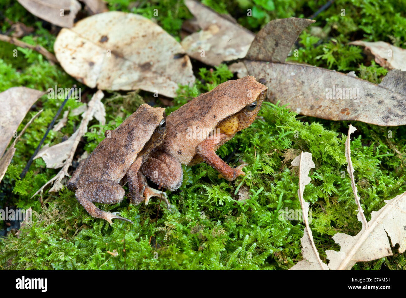 Kinabalu rana appiccicosa, Kalophrynus baluensis, Sabah Malaysian Borneo Foto Stock