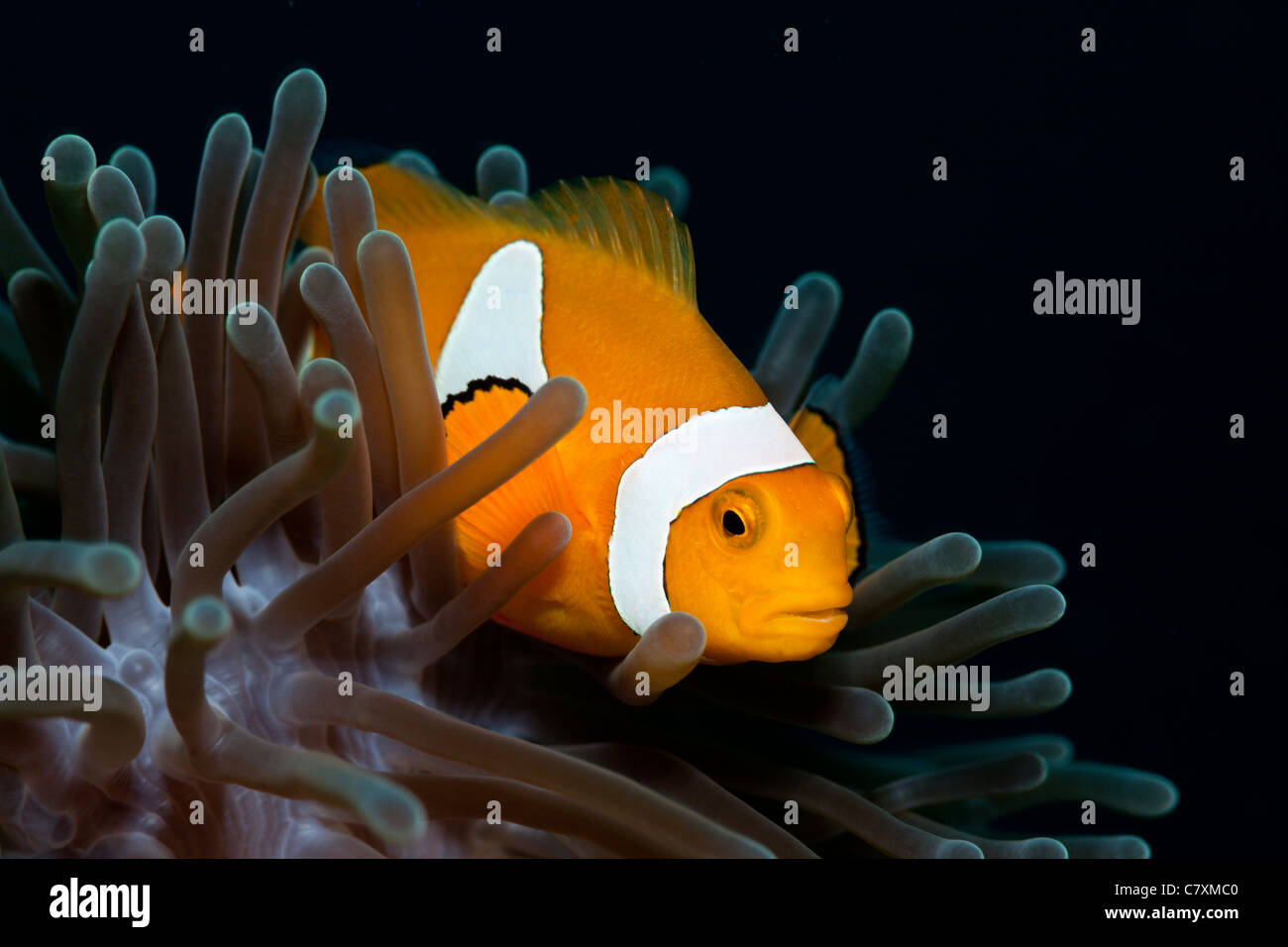 Clown Anemonefish, Amphiprion ocellaris, Cenderawashi Bay, Papua occidentale, in Indonesia Foto Stock