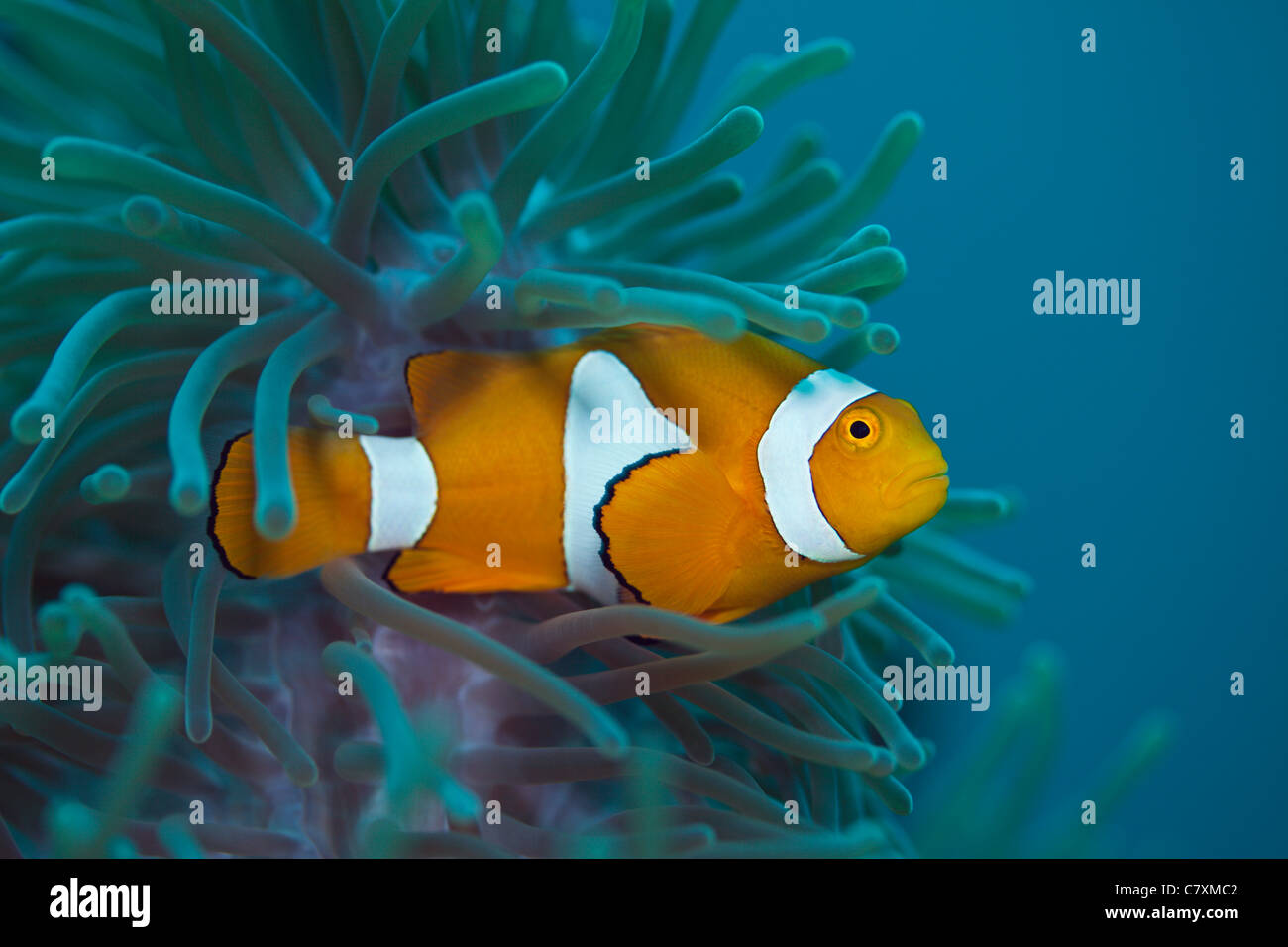 Clown Anemonefish, Amphiprion ocellaris, Cenderawashi Bay, Papua occidentale, in Indonesia Foto Stock