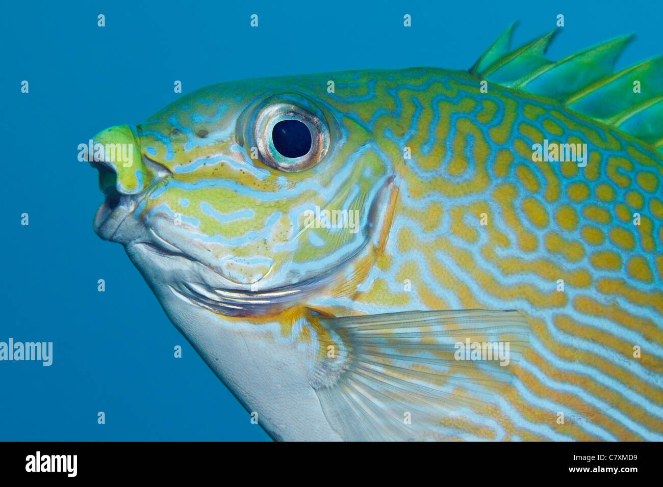 Testa di rivestita Rabbitfish, Siganus lineatus, Cenderawashi Bay, Papua occidentale, in Indonesia Foto Stock