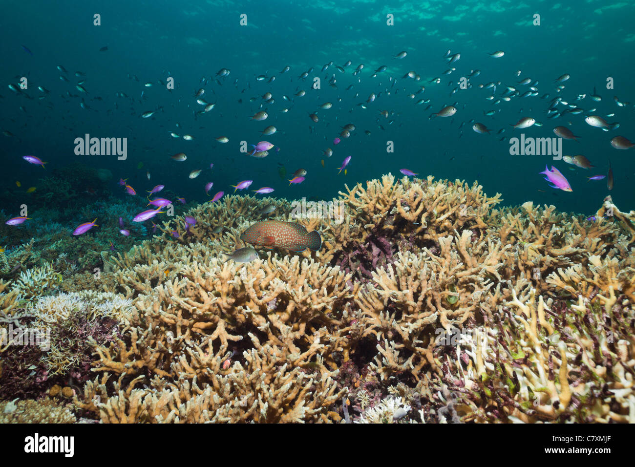 Hard Coral reef di corallo, pesci Cenderawashi Bay, Papua occidentale, in Indonesia Foto Stock