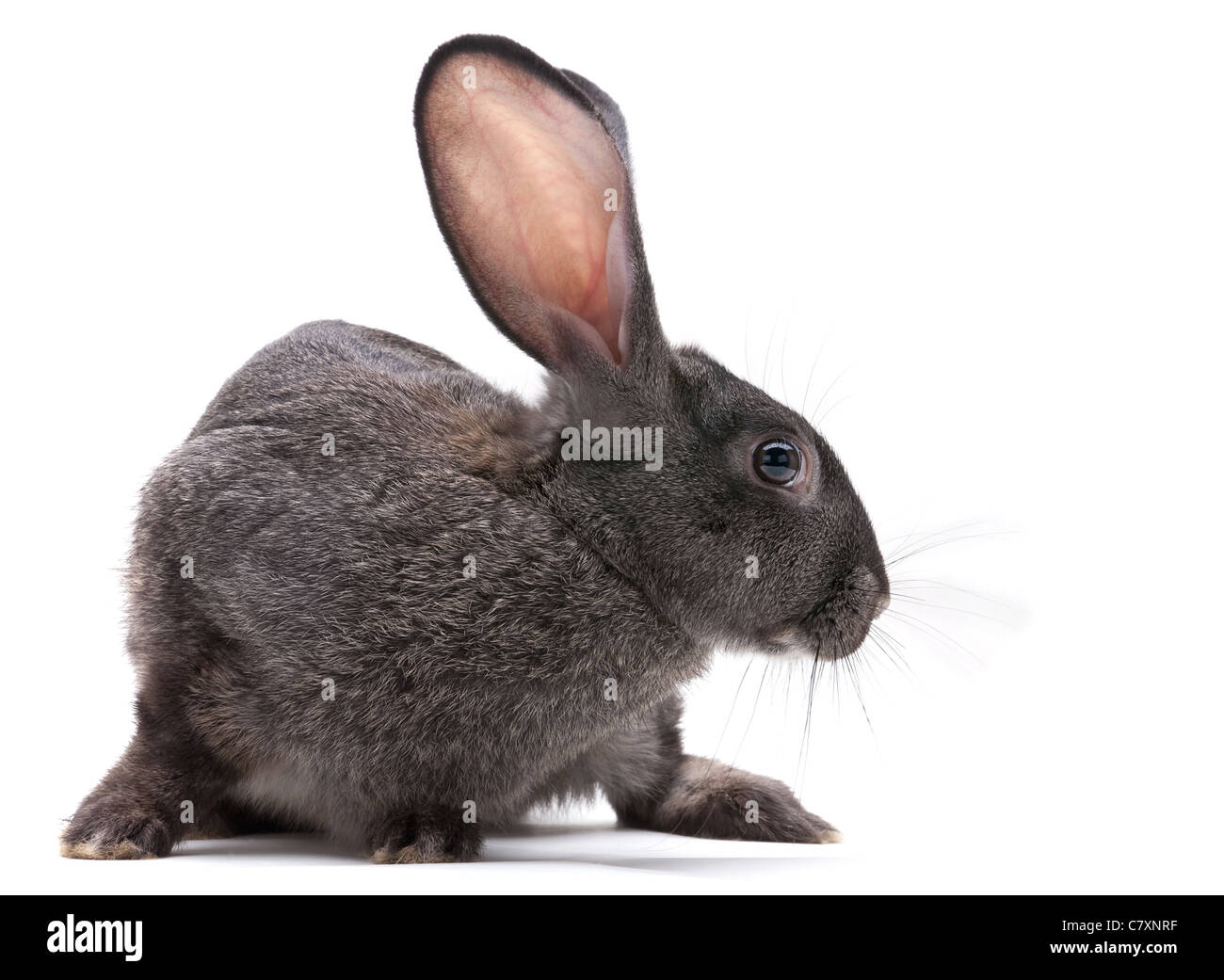 Coniglio animale da azienda closeup su sfondo bianco Foto Stock