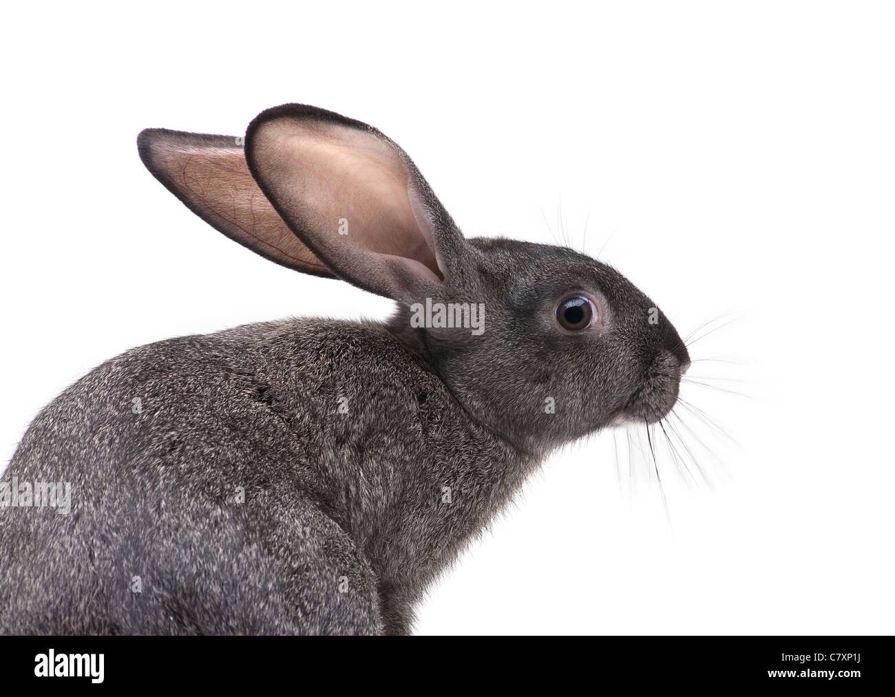 Coniglio animale da azienda closeup su sfondo bianco Foto Stock