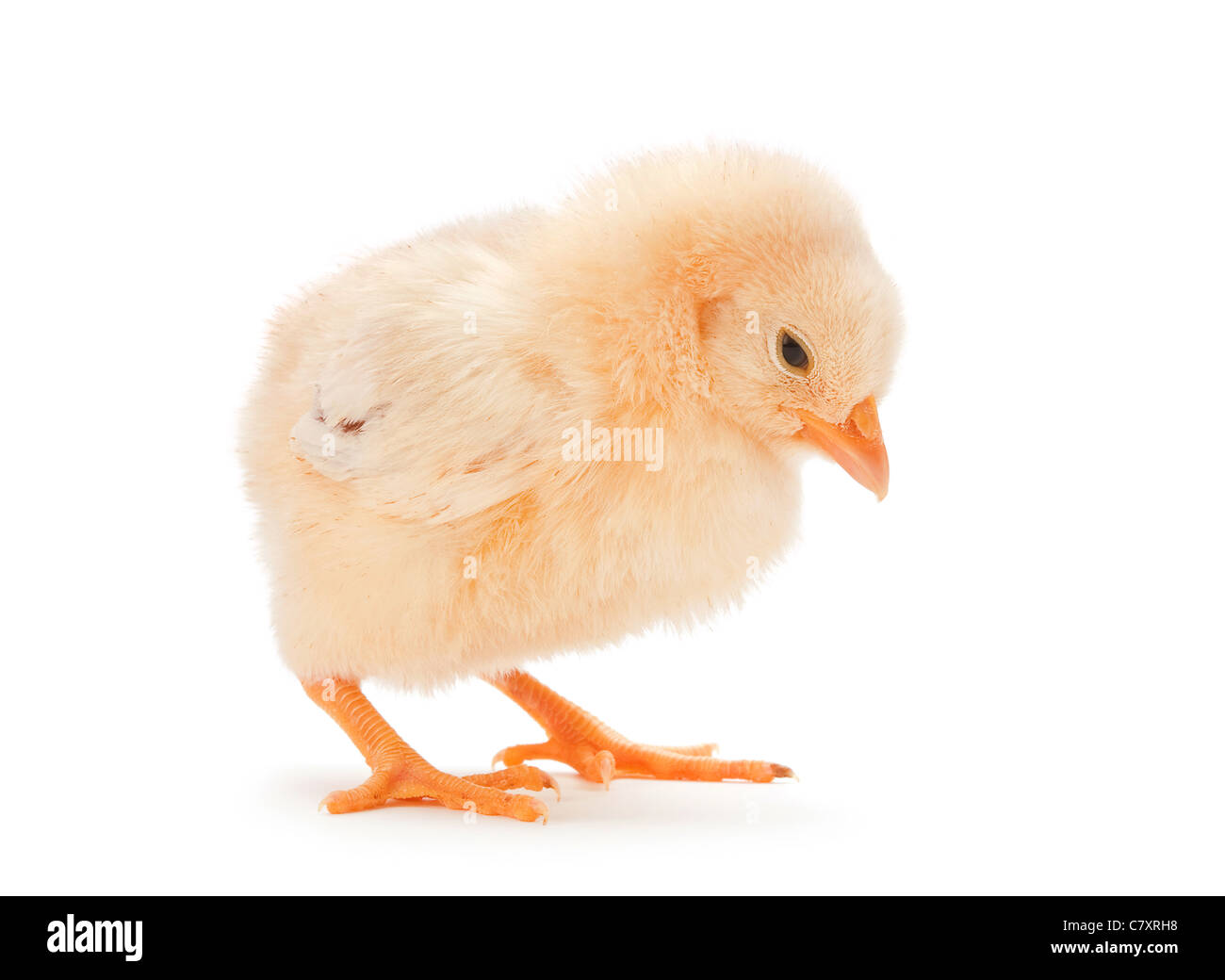 Piccolo giallo di pollo isolato su bianco Foto Stock