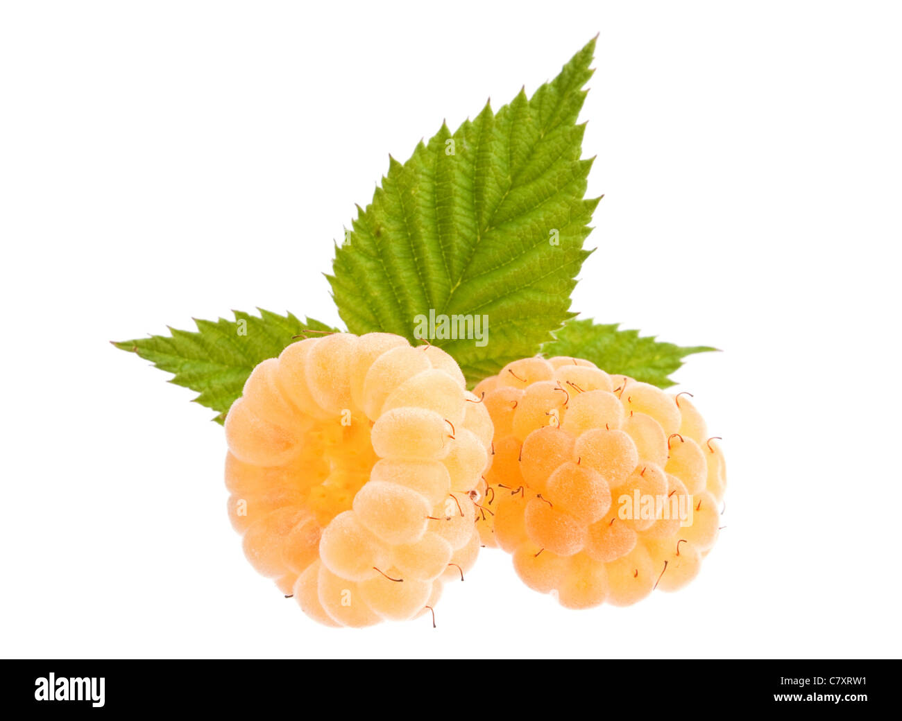 Frutta lampone closeup isolati su sfondo bianco Foto Stock