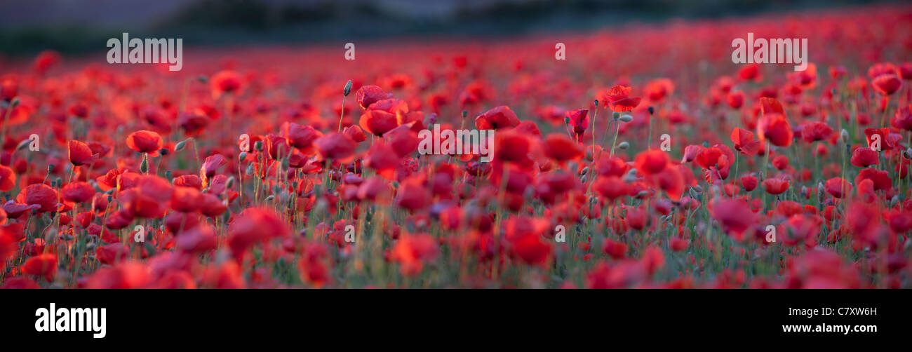 Campo di papavero Foto Stock