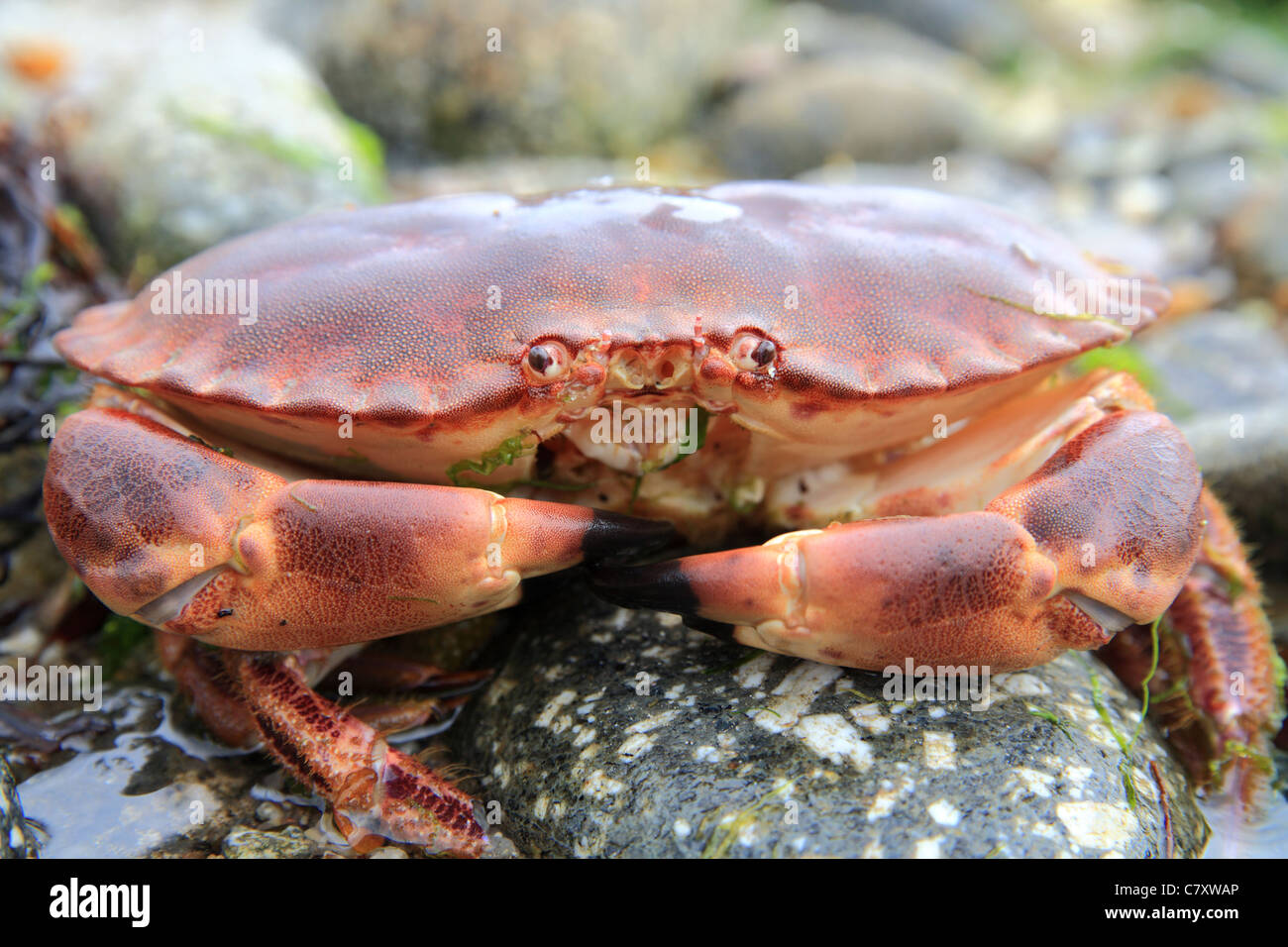 Granchio di mare "Cancer pagurus " sulla riva, spiaggia, England Regno Unito Foto Stock