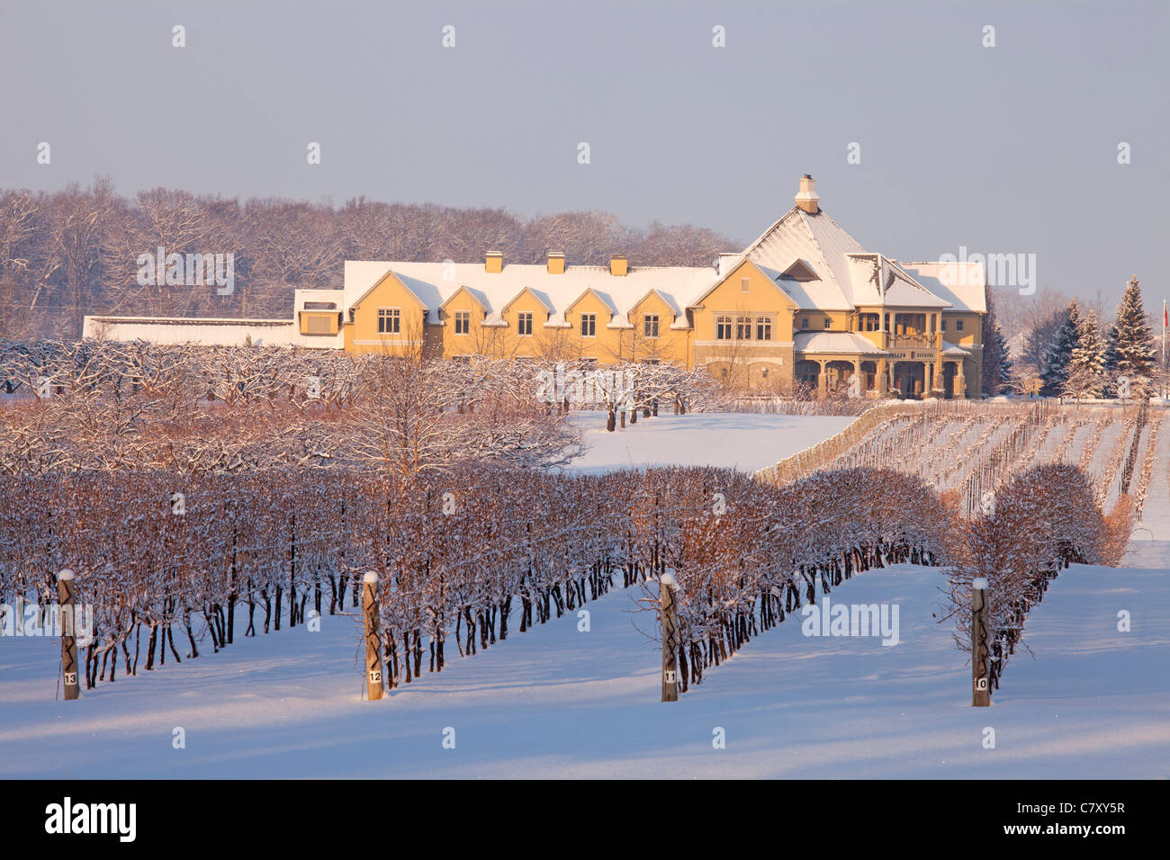Canada, Ontario, Niagara-on-the-Lake, azienda vinicola Peller Estate in inverno, filari di viti a base di uva sotto la neve fresca del mattino. Foto Stock