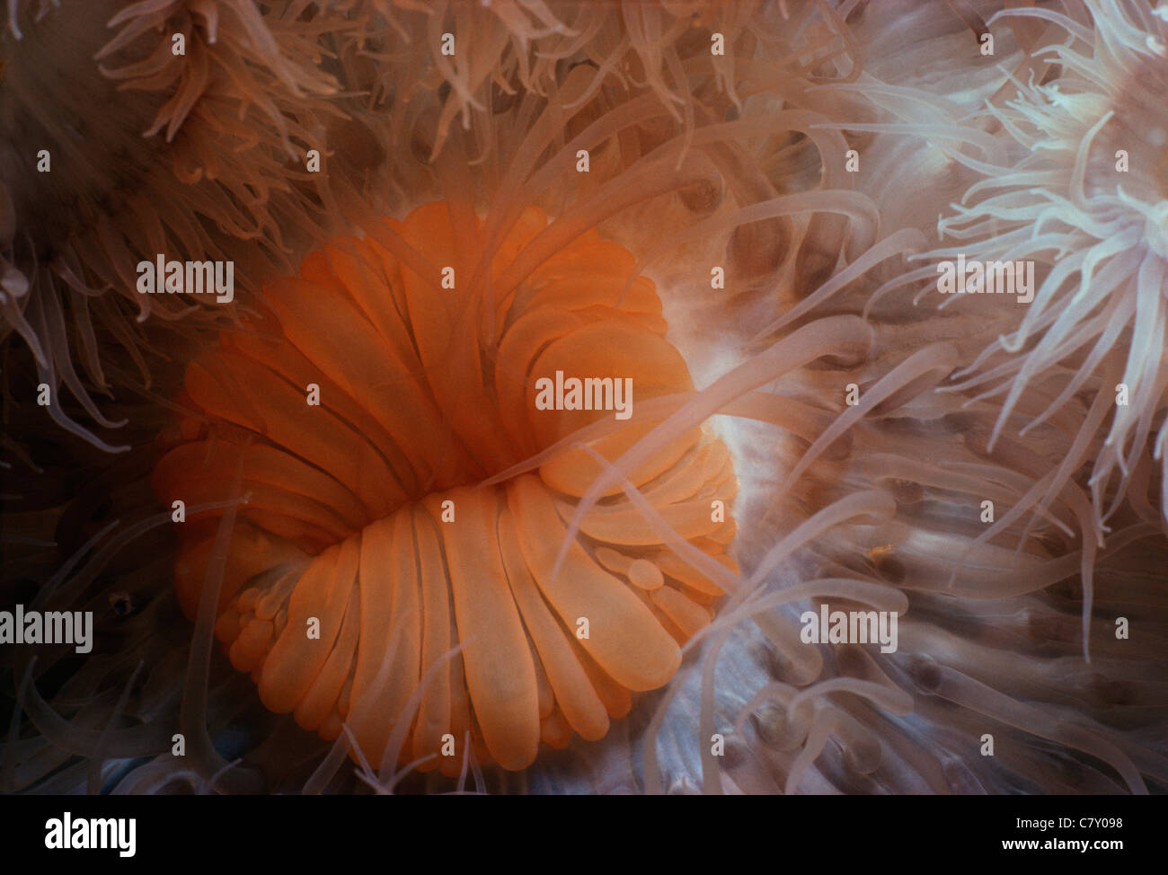 La bocca di una Frilled anemone marittimo (senile Metridium). Gloucester, New England, STATI UNITI D'AMERICA - Oceano Atlantico settentrionale Foto Stock
