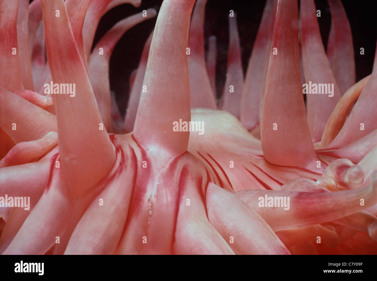 I tentacoli del nord del Mar Rosso (Anemone Tealia crassicornis). Gloucester, New England, STATI UNITI D'AMERICA - Oceano Atlantico settentrionale Foto Stock
