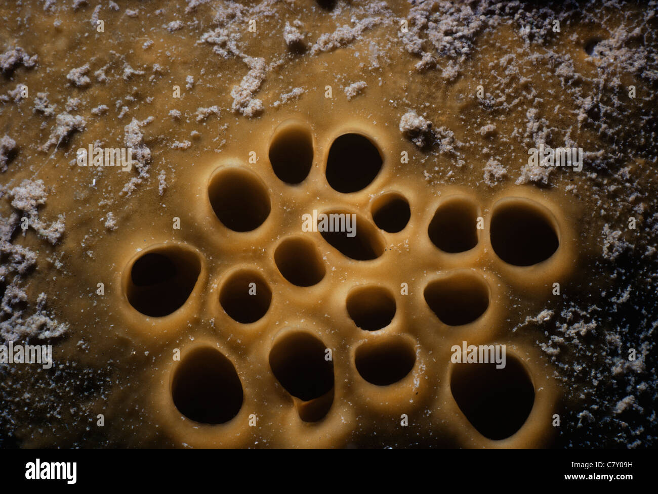 Spugna Porifera sponge immagini e fotografie stock ad alta risoluzione ...