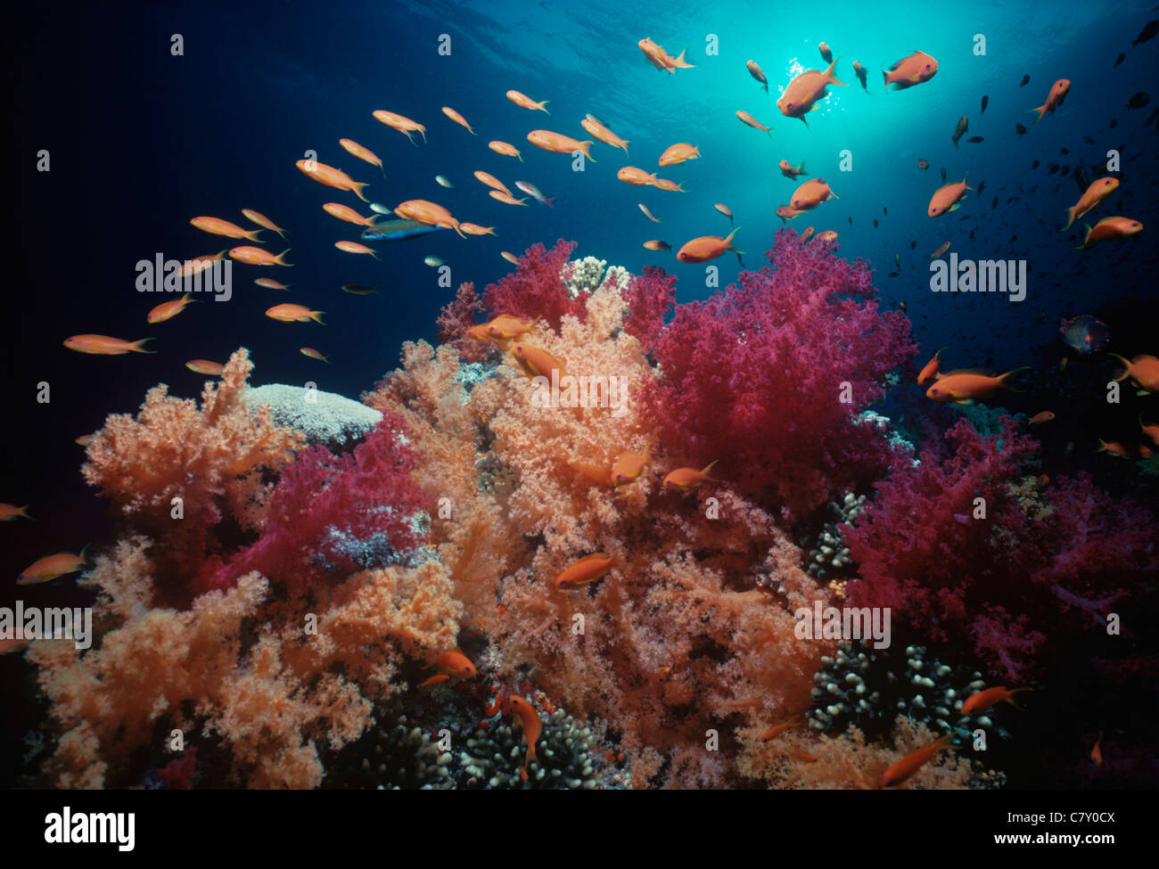 (Pseudanthias squamipinnis) scolarizzazione fra Alcynarian coralli molli (Dendronephthya). Egitto - Mar Rosso Foto Stock