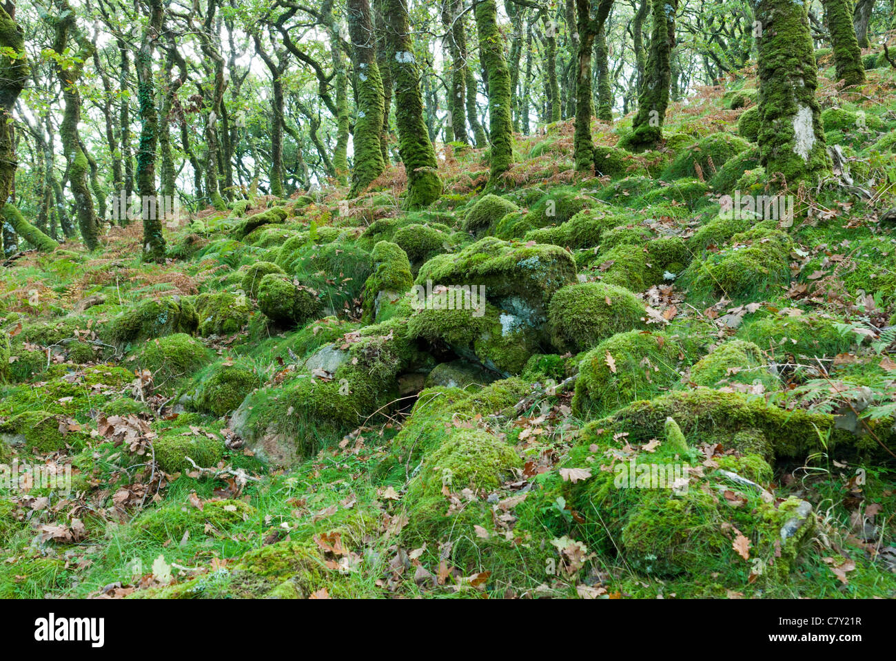 Moss-coperti di alberi e rocce Foto Stock