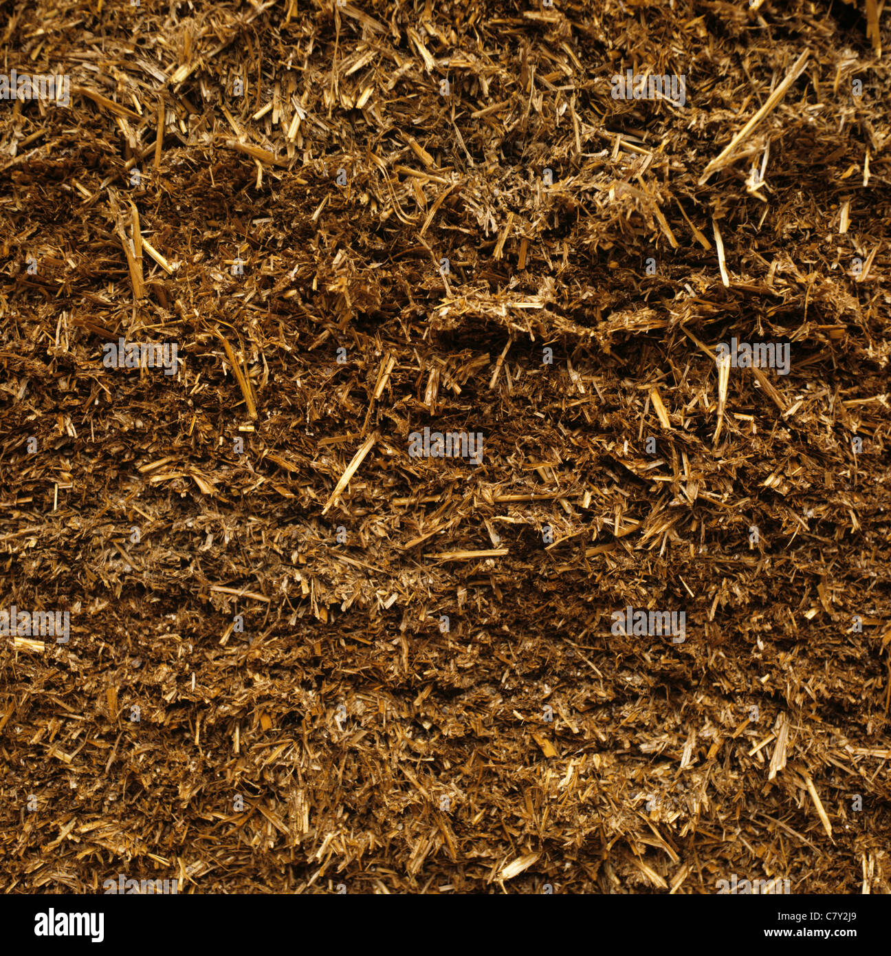 Faccia di taglio di un intero raccolto di grano di blocco di insilato Foto Stock