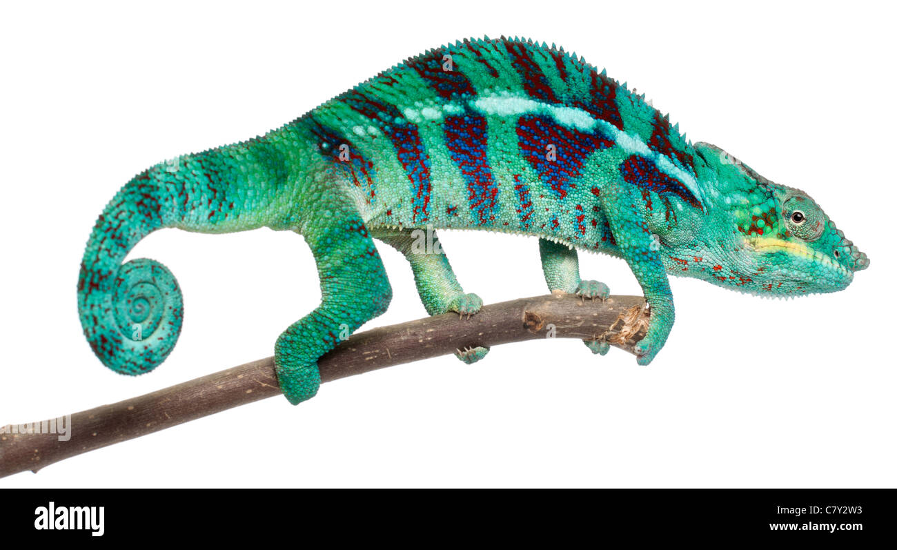Panther Chameleon Nosy Be, Furcifer pardalis, sul ramo di fronte a uno sfondo bianco Foto Stock