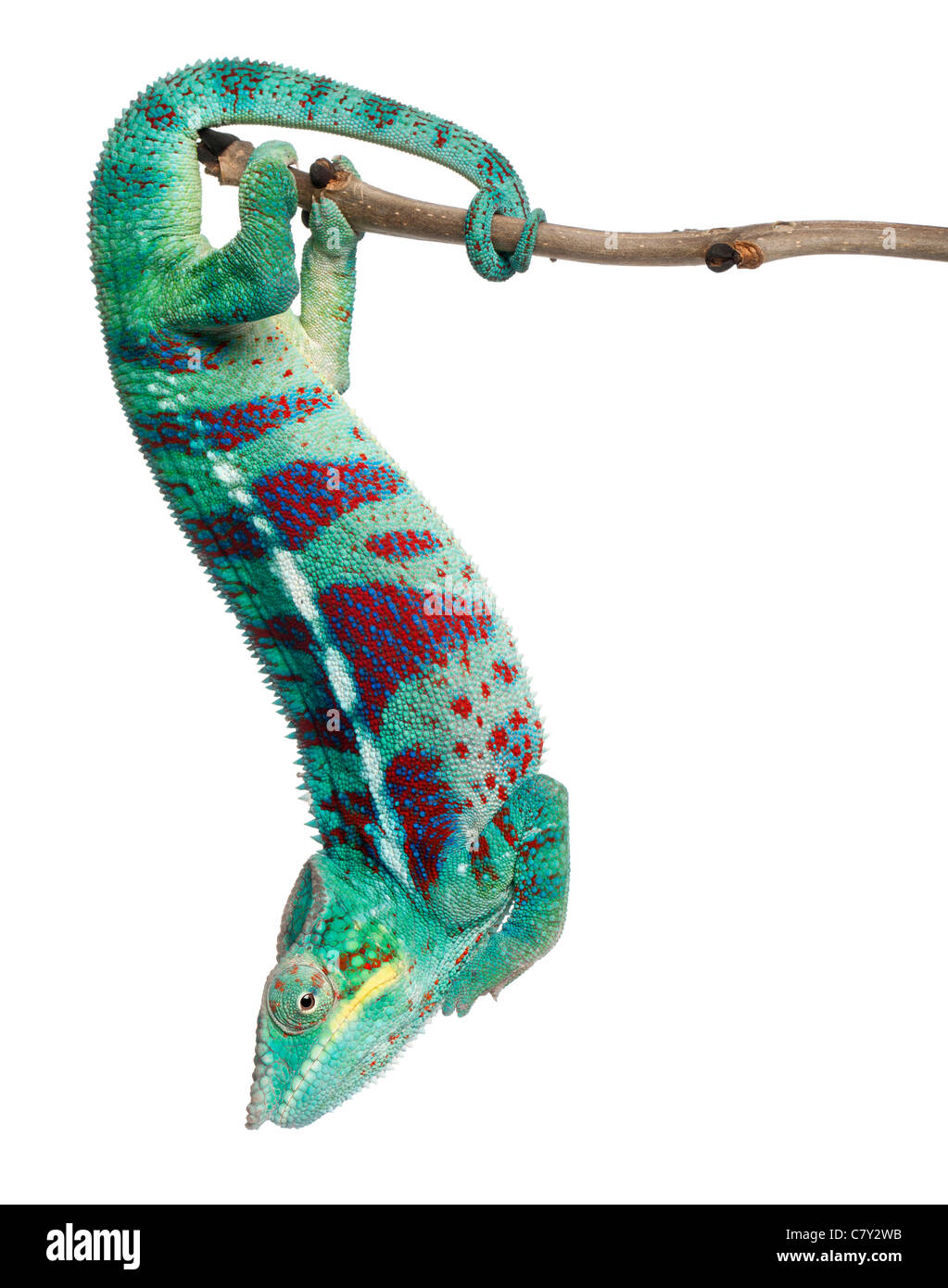 Panther Chameleon Nosy Be, Furcifer pardalis, appeso dal ramo di fronte a uno sfondo bianco Foto Stock