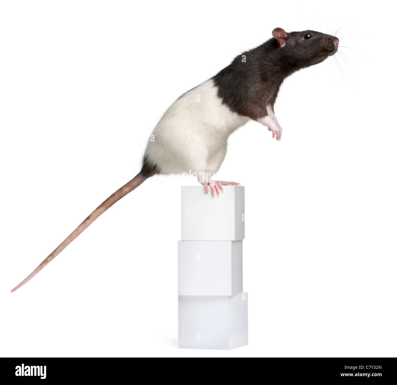 Voglia di ratto, 1 anno di età, in piedi su blocchi di fronte a uno sfondo bianco Foto Stock