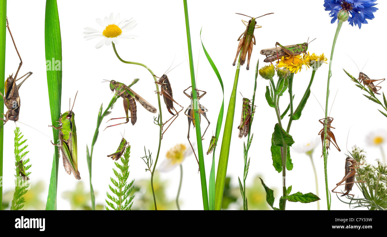 Composizione rurale di locusta e grasshopper sui fiori, erba e altre piante di fronte a uno sfondo bianco Foto Stock