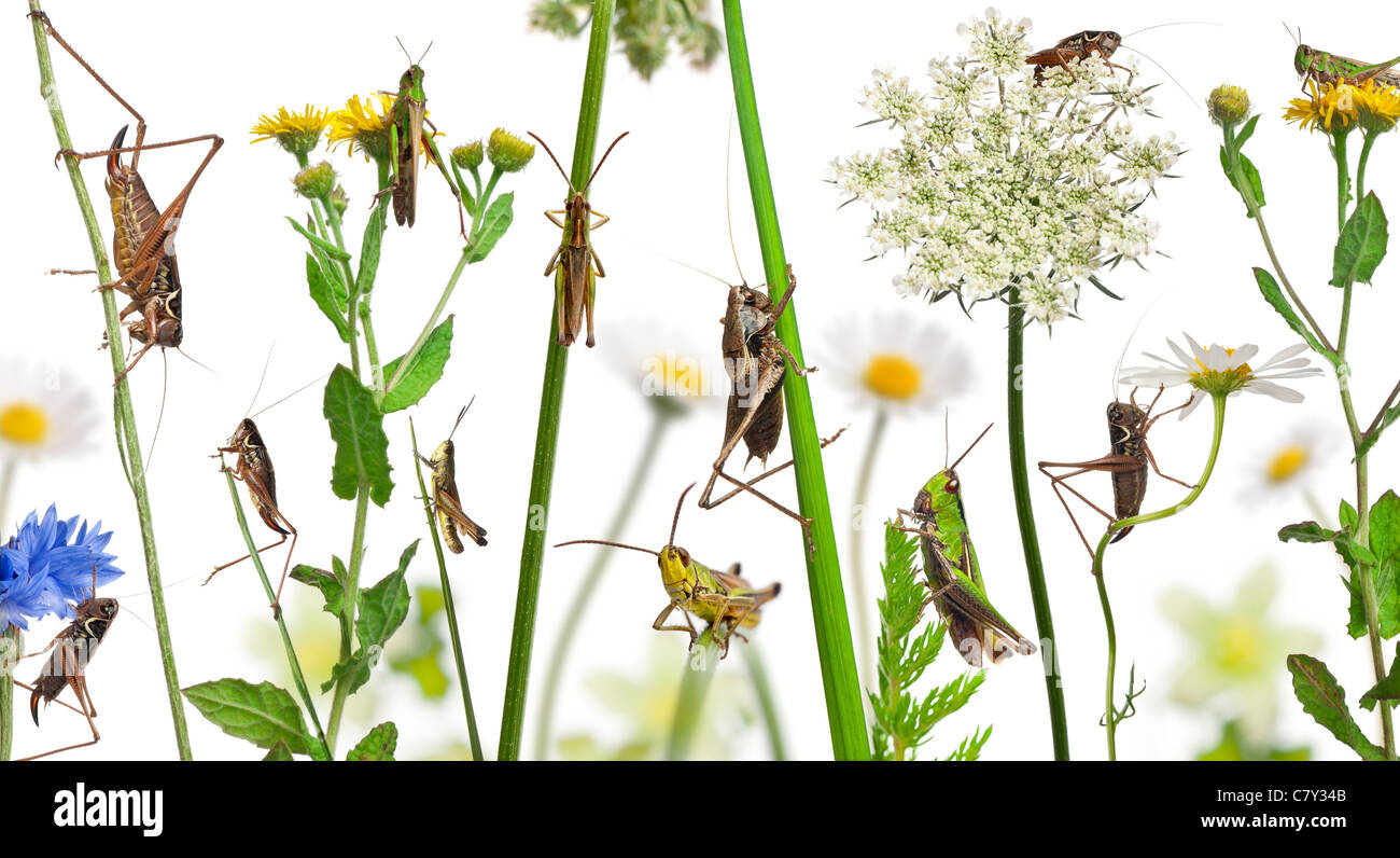 Composizione rurale di locusta e grasshopper sui fiori, erba e altre piante di fronte a uno sfondo bianco Foto Stock