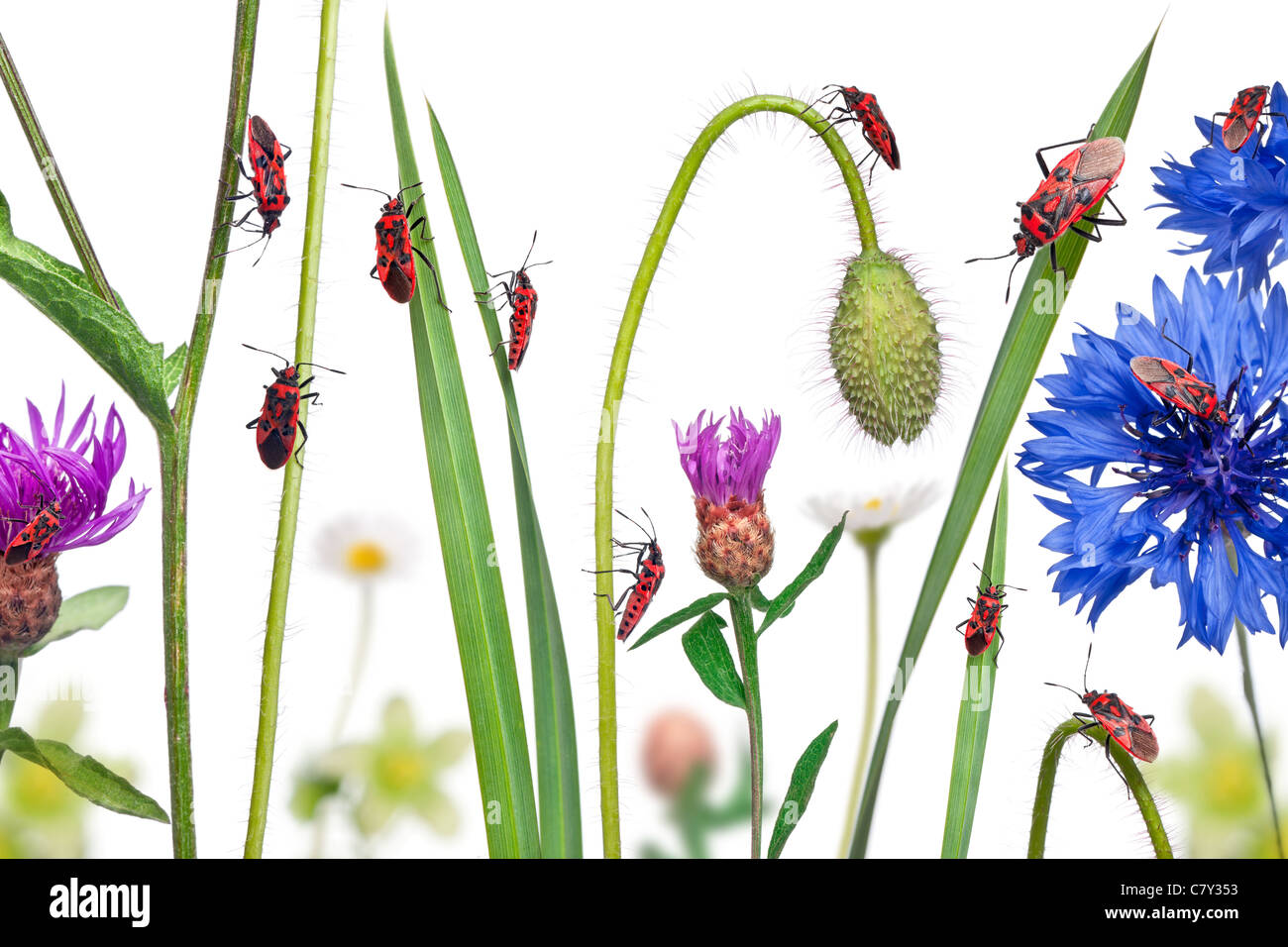 Collage di impianto senza profumo di bug, Corizus hyoscyami, sui fiori, erba e piante di fronte a uno sfondo bianco Foto Stock