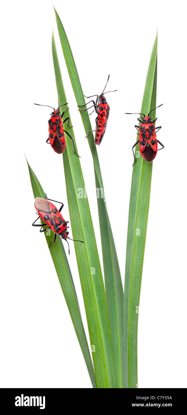 Composizione pastorale della pianta senza profumo di bug, Corizus hyoscyami su foglie di fronte a uno sfondo bianco Foto Stock