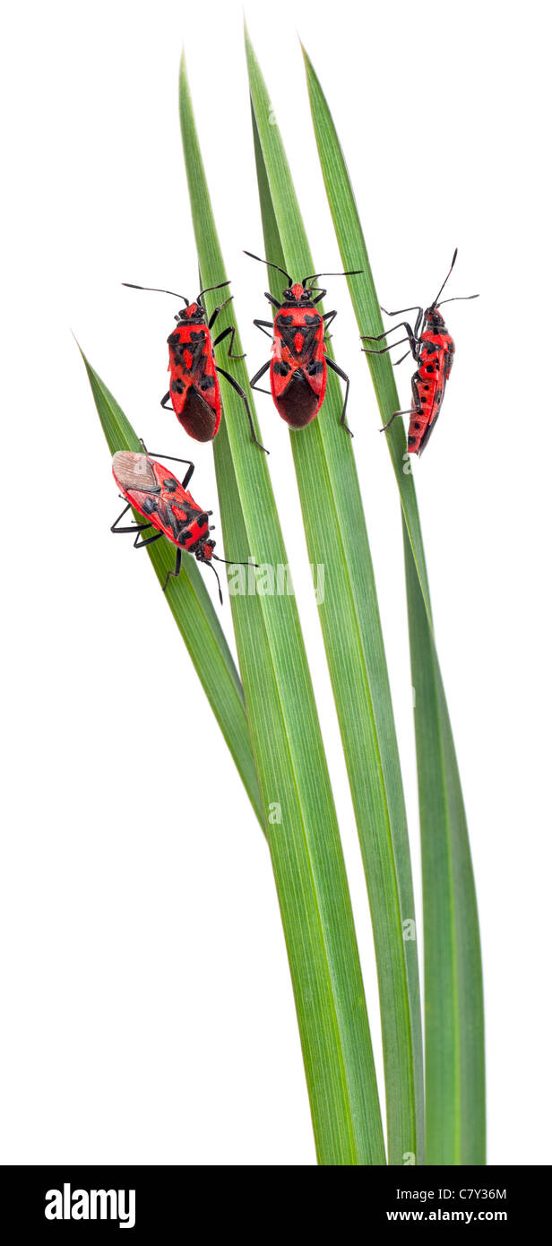 Composizione pastorale della pianta senza profumo di bug, Corizus hyoscyami su foglie di fronte a uno sfondo bianco Foto Stock