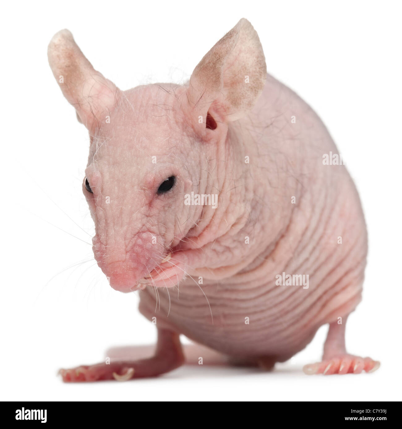 Casa glabre mouse, Mus musculus, 3 mesi di età, di fronte a uno sfondo bianco Foto Stock