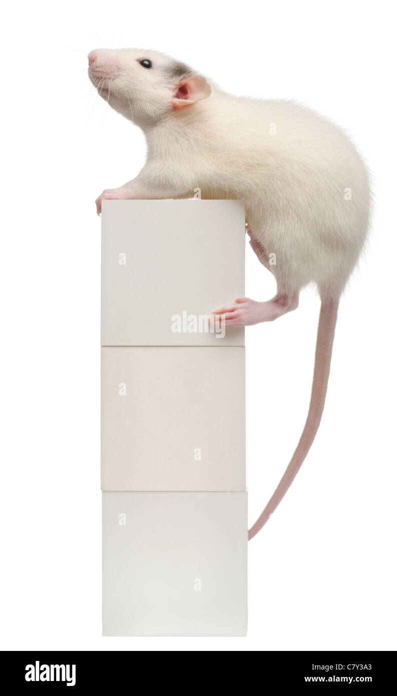 Comune di ratto o di fognature di ratto o wharf rat, Rattus norvegicus, 4 mesi di età, in piedi su blocchi di fronte a uno sfondo bianco Foto Stock