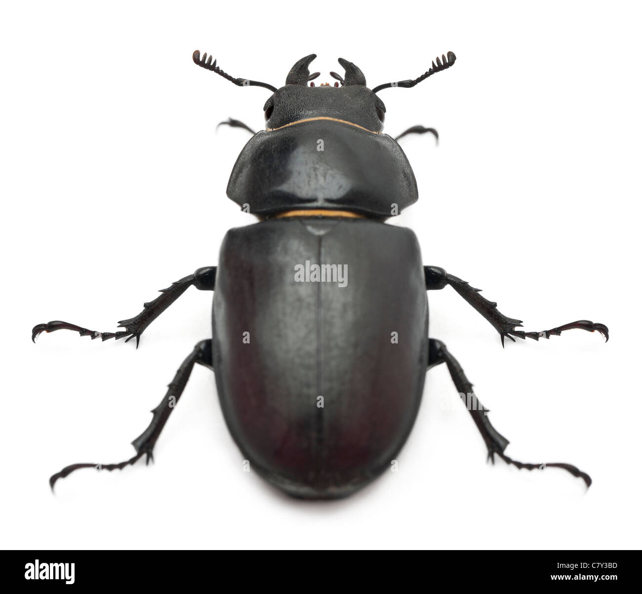 Femmina Lucanus cervus, una specie di stag beetle, di fronte a uno sfondo bianco Foto Stock