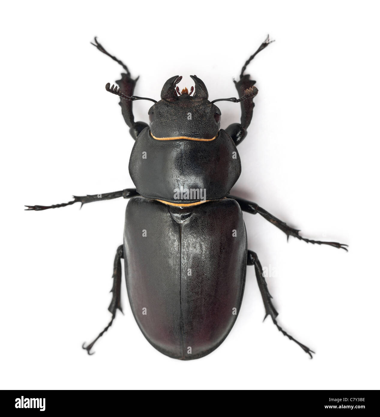 Femmina Lucanus cervus, una specie di stag beetle, di fronte a uno sfondo bianco Foto Stock