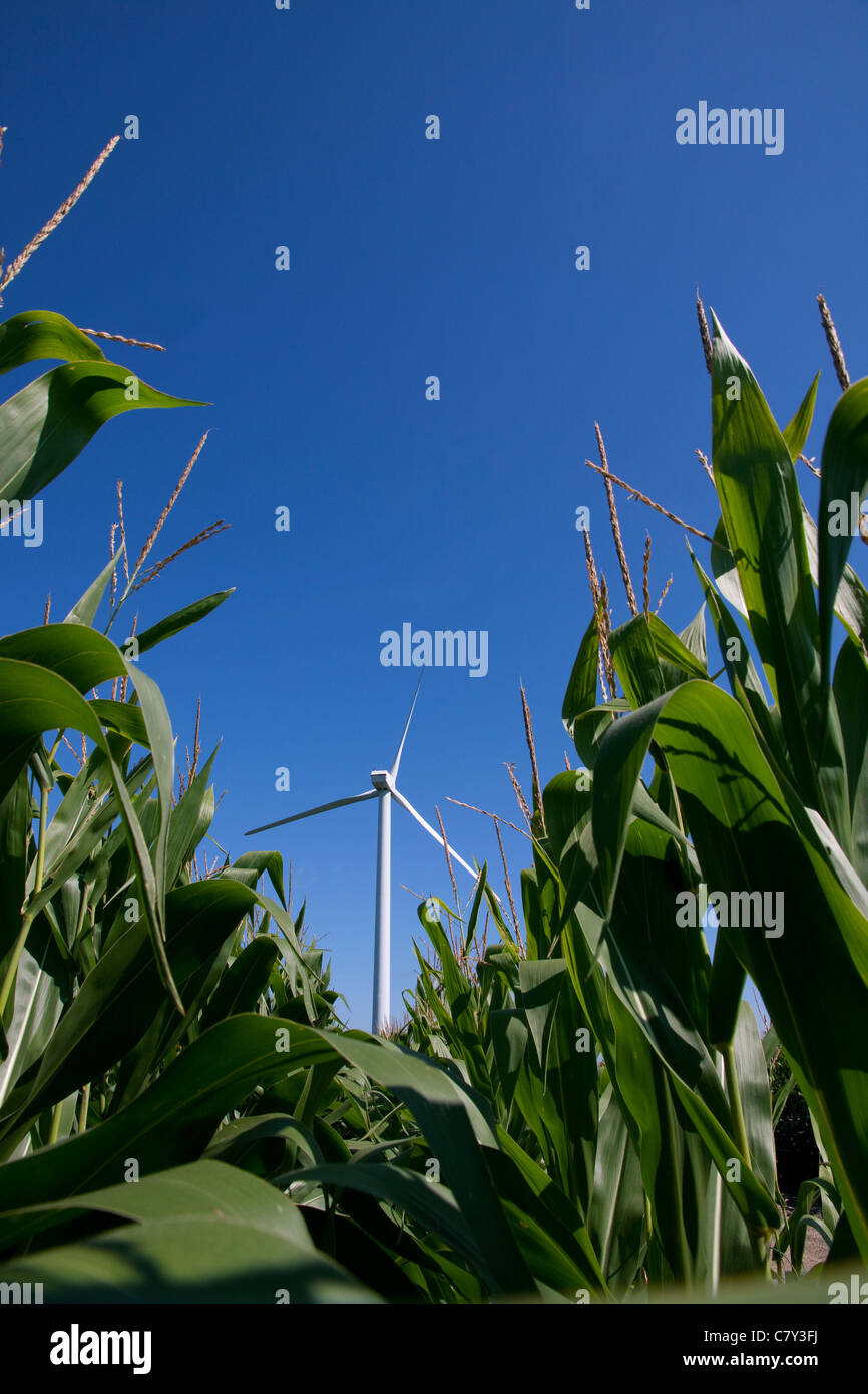 Le turbine eoliche con mais Iowa USA Foto Stock