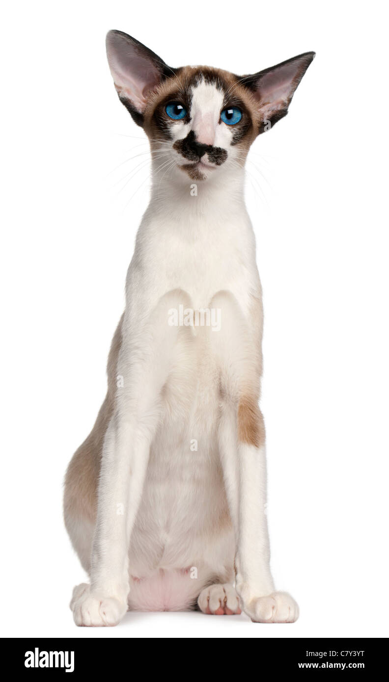 Gatto siamese gatto, 7 mesi, seduto di fronte a uno sfondo bianco Foto Stock
