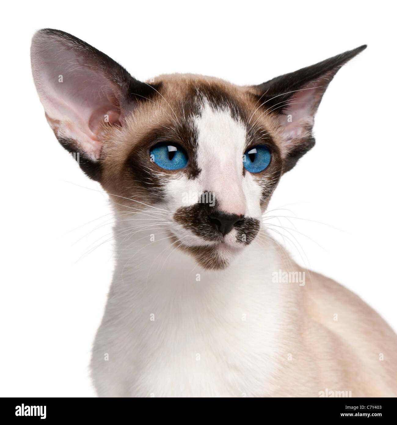 Gatto siamese gatto, 7 mesi, di fronte a uno sfondo bianco Foto Stock