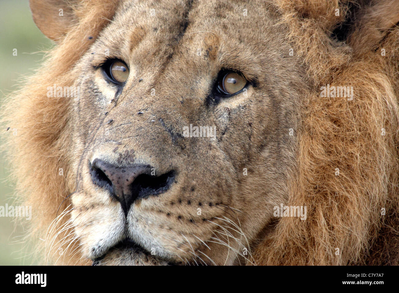 Ritratto di Lion (Panthera leo) Foto Stock