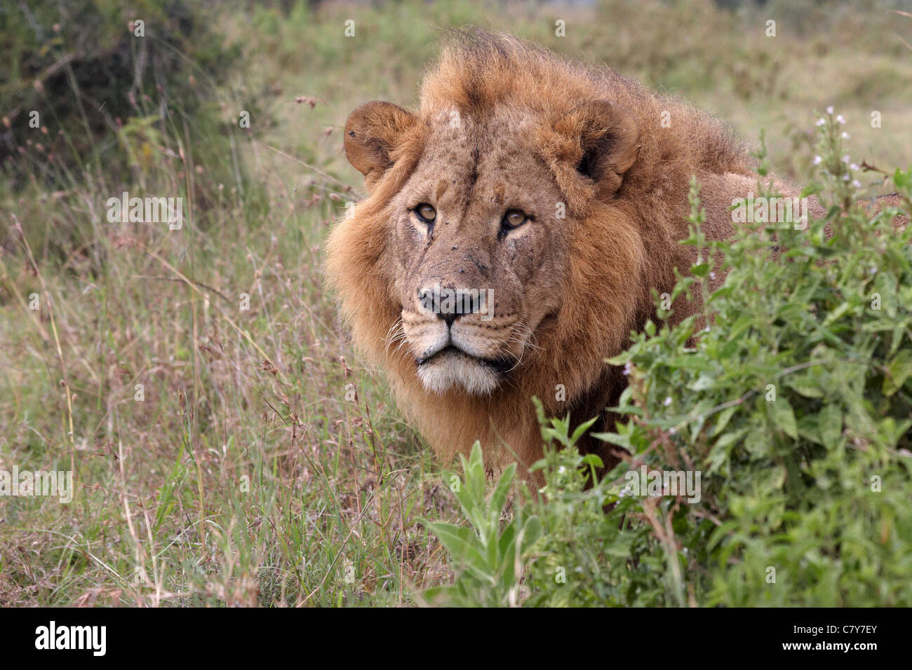 Ritratto di Lion (Panthera leo) Foto Stock