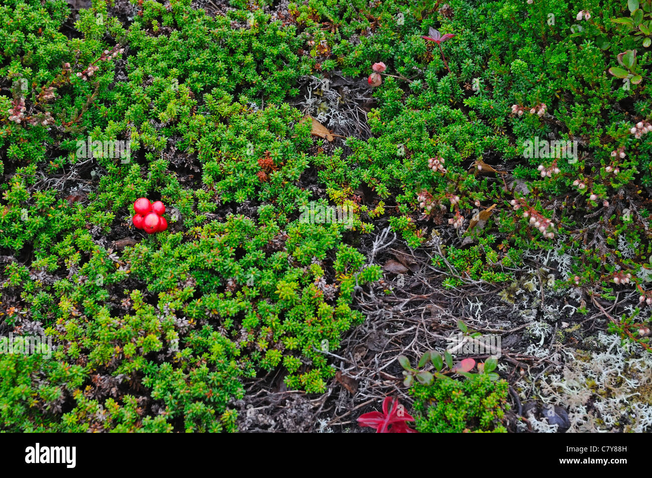 Сranberry crescono su terreni tundra del nord della Norvegia Foto Stock