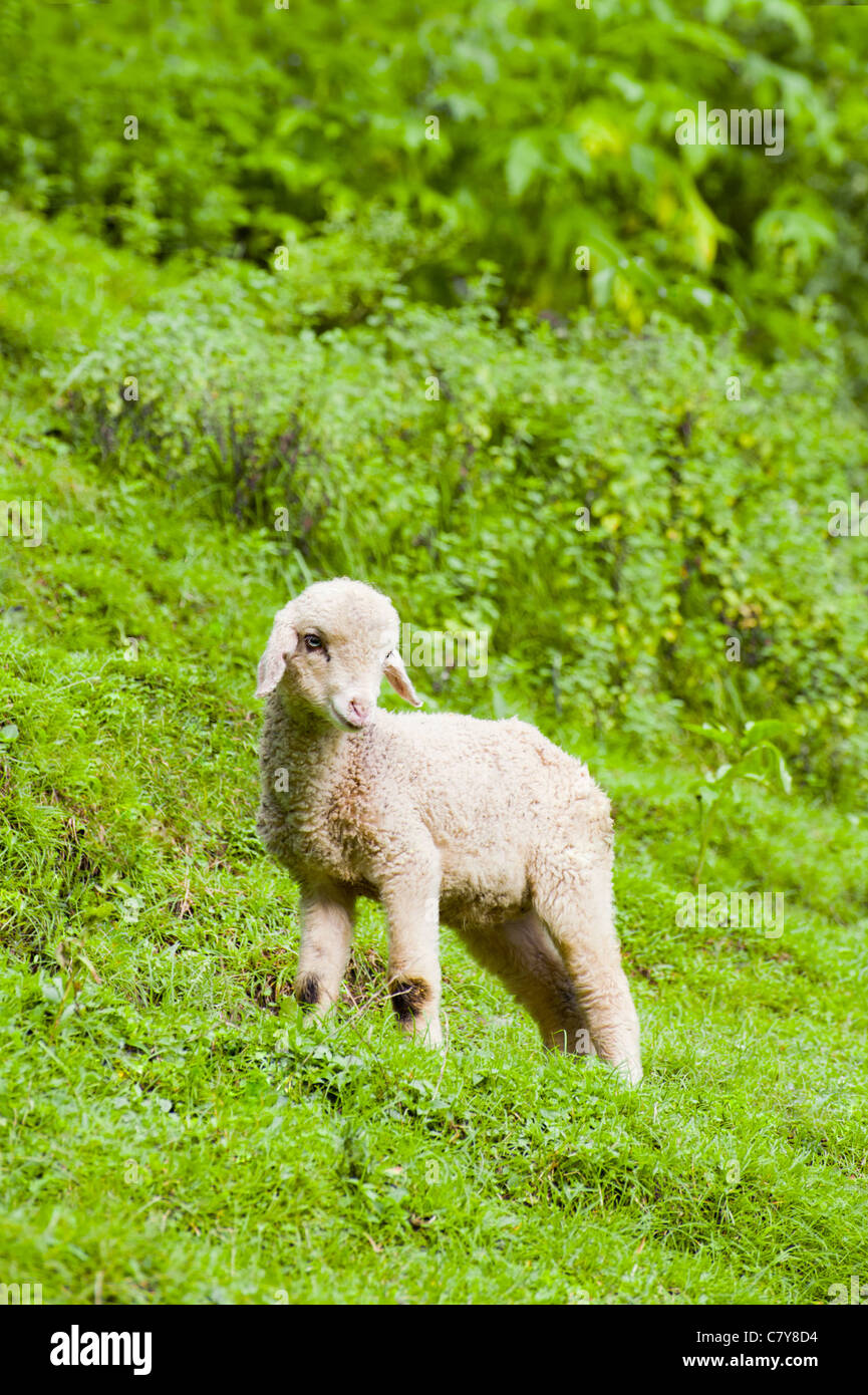 Baby pecore in un pascolo di erba verde Foto Stock