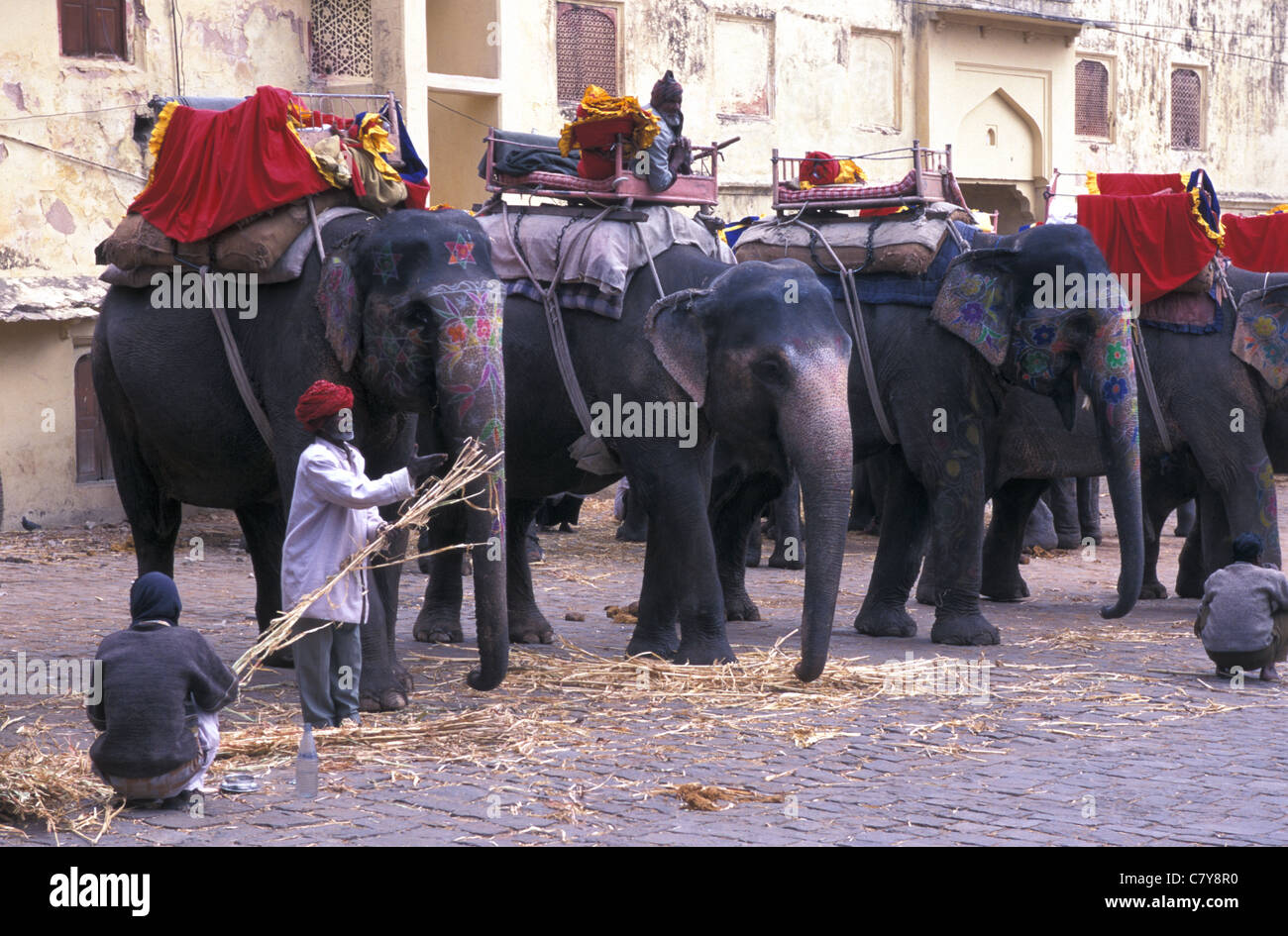 India Rajasthan, Jaipur, elefanti indiani (Elephas maximus) Foto Stock