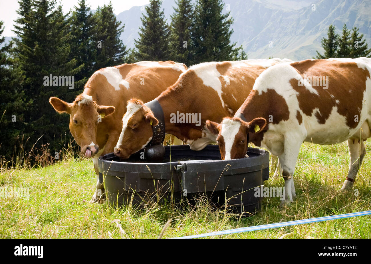 La Svizzera, vacche, animali, Alpi Svizzera Sun, le mucche al pascolo, bere, campane delle mucche Foto Stock